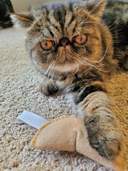 DIY Fortune Cookie Cat Toy