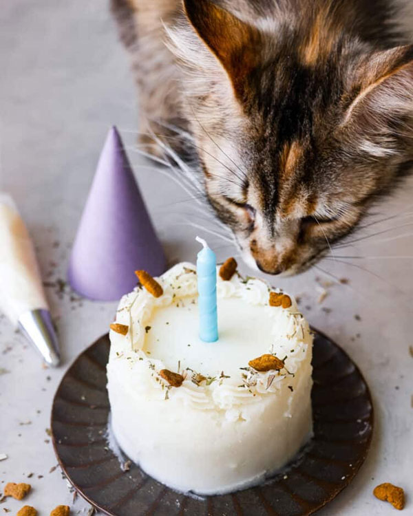 cake recipe for cats