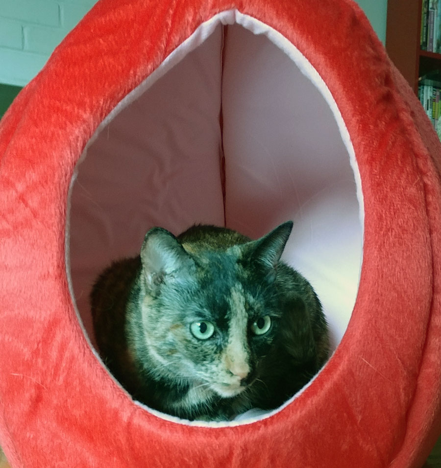 YML Group Strawberry Cat Bed Review Super Cute Kawaii!!