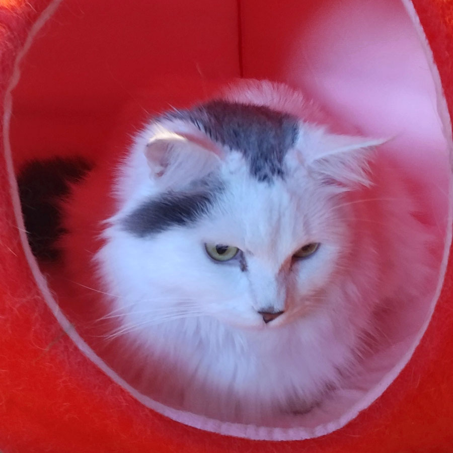 YML Group Strawberry Cat Bed Review Super Cute Kawaii!!