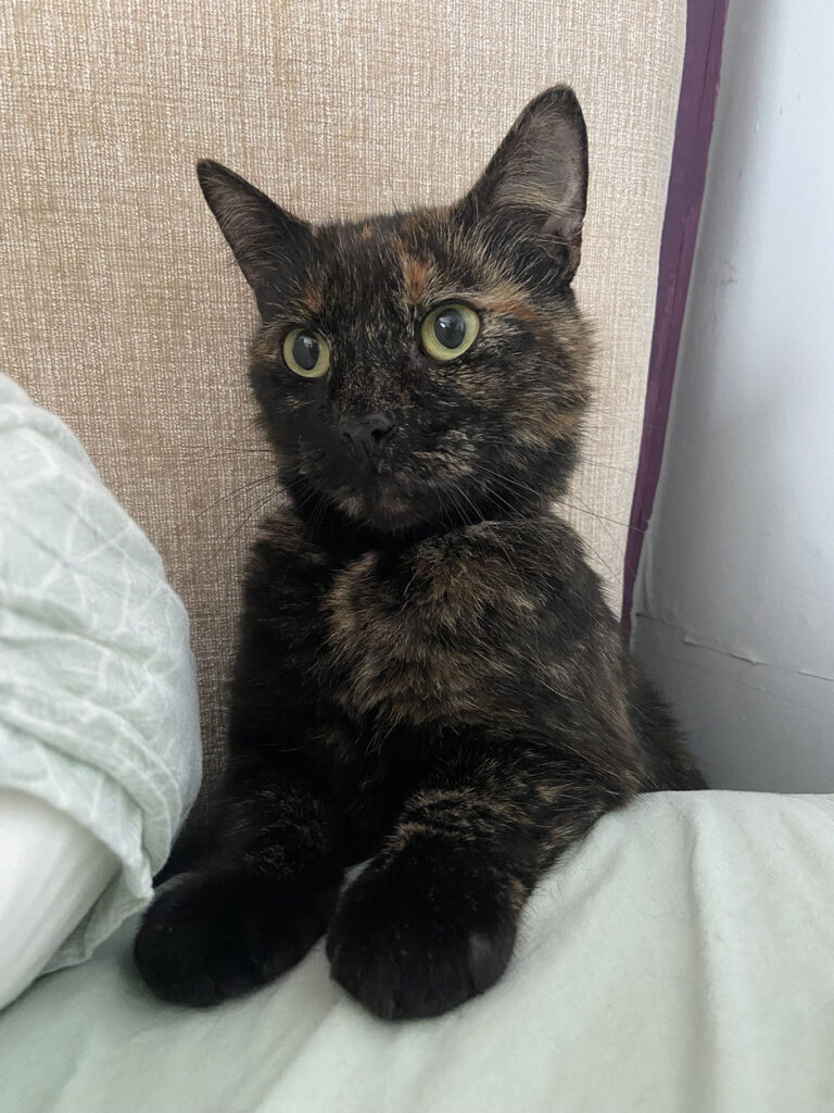 Kiki the cat