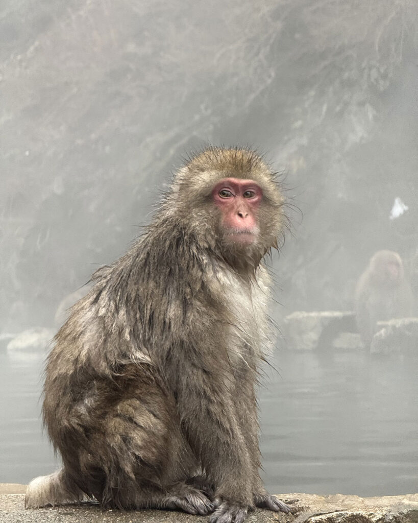 snow monkeys in Nagano Japan